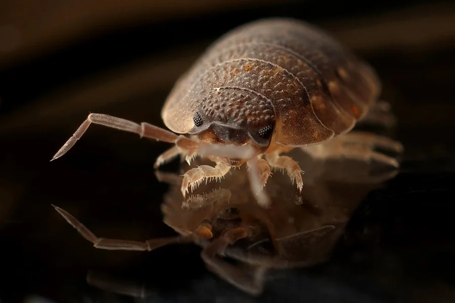 5 Common Pest Infestations and How to Get Rid of Them