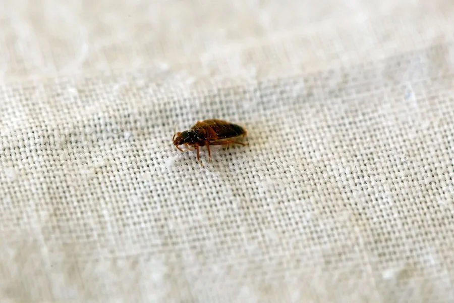 Why Bed Bugs Keep Coming Back (And How to Stop Them for Good)